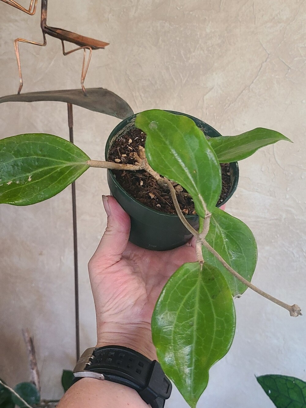 Hoya Merillii